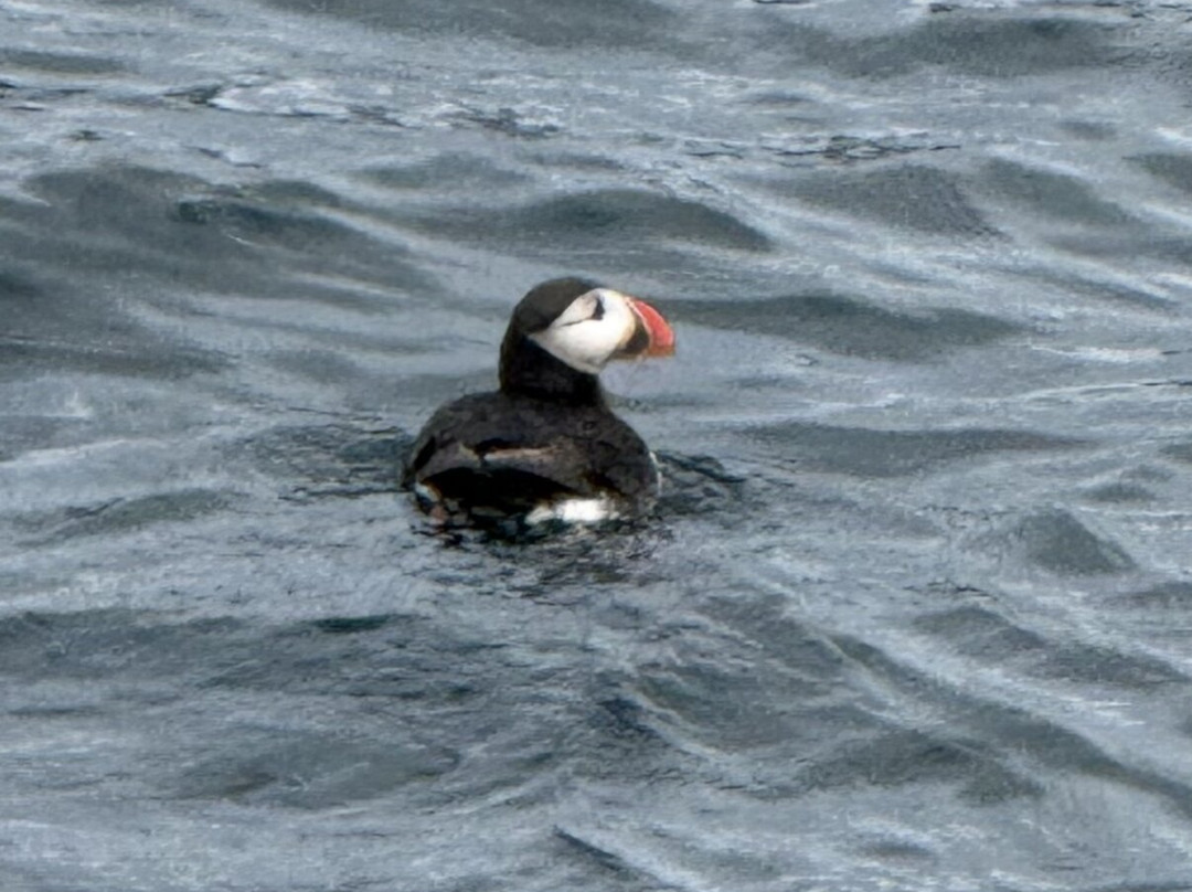 Puffin Safari-Bleik必去景点