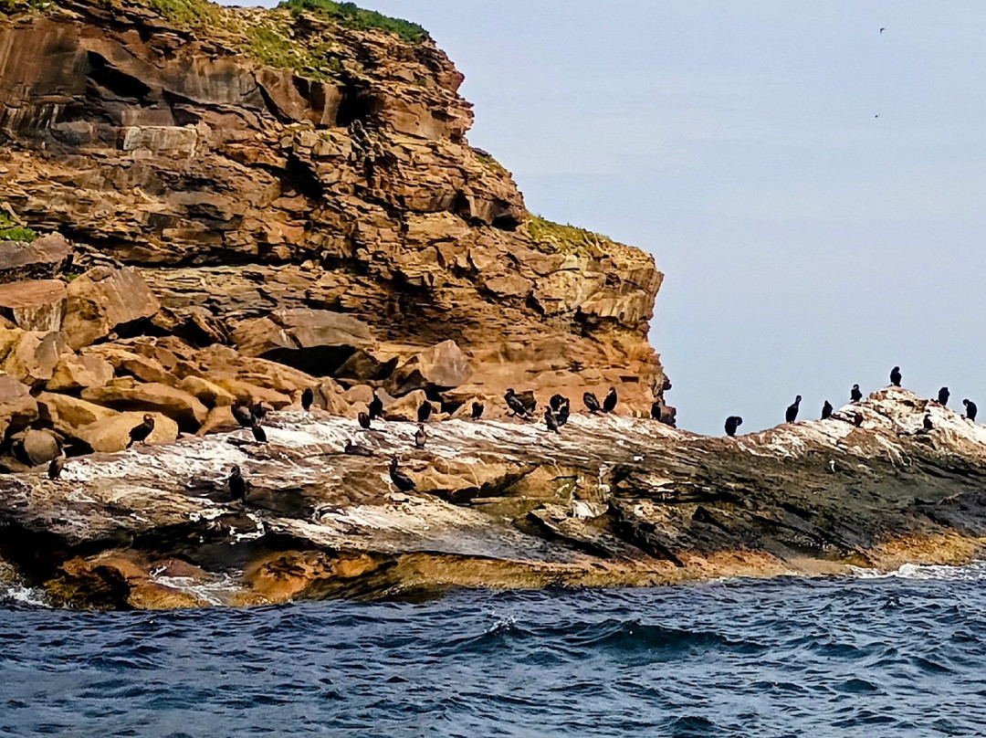 Bird Island Boat Tour-Big Bras d'Or必去景点