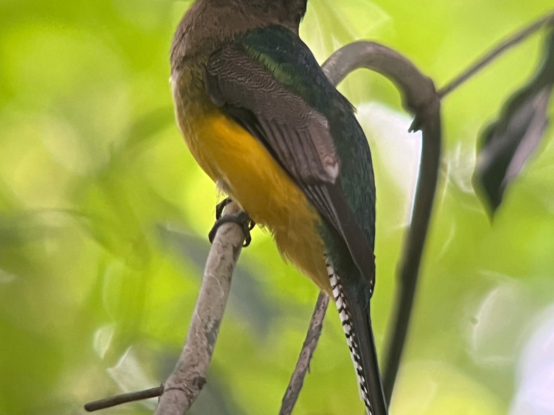 Corcovado Guia CR-希门尼斯港必去景点