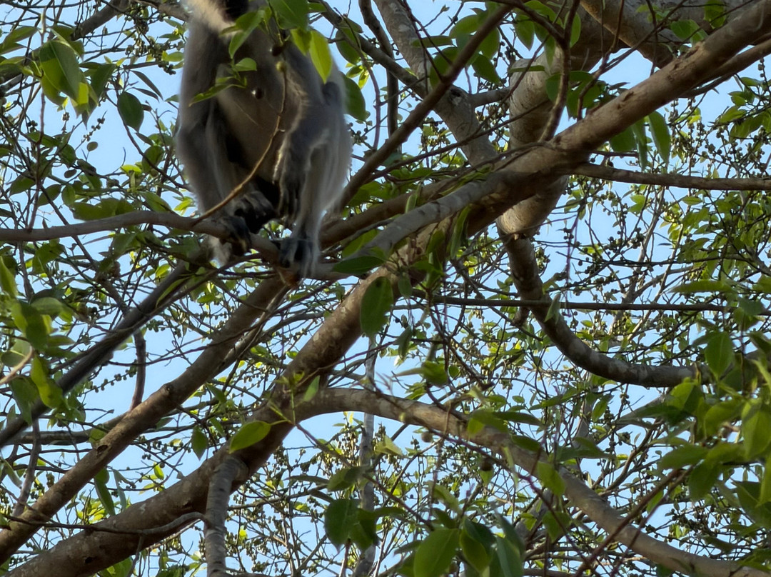 Sudu Yala Tusker Safari-蒂瑟默哈拉默必去景点