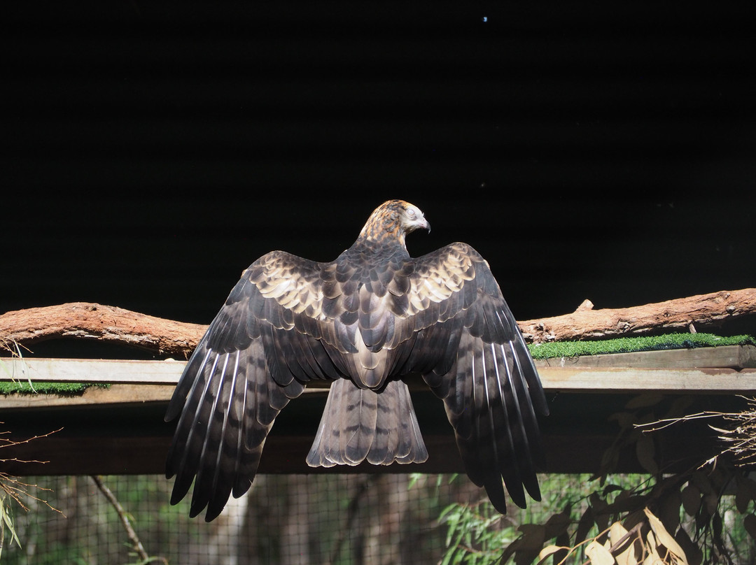 Capes Raptor Centre-玛格丽特河必去景点