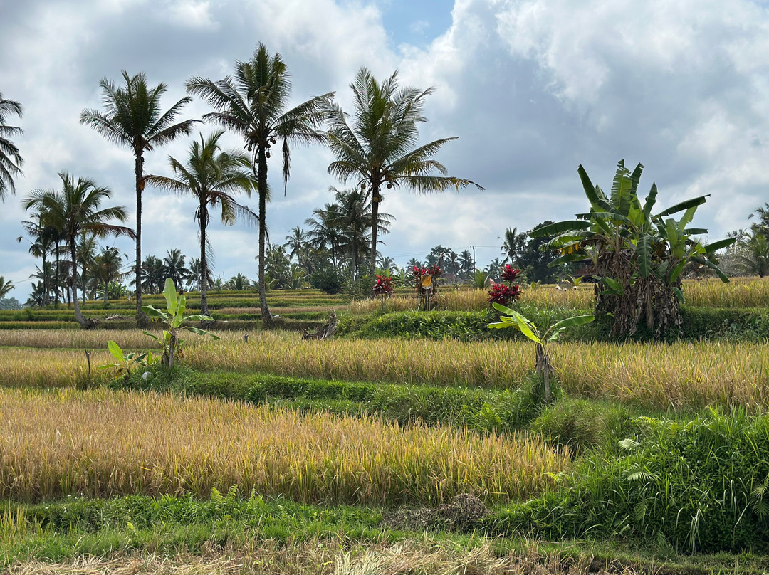 Bali Bike Adventures-乌布必去景点
