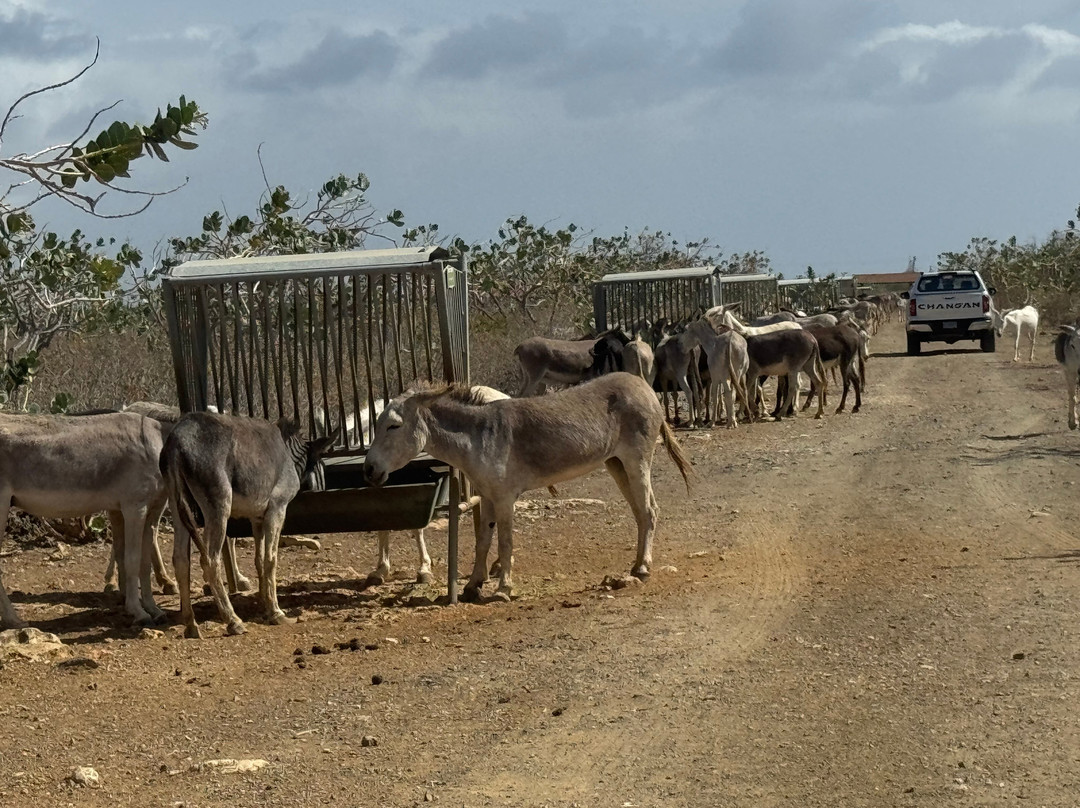 Donkey Sanctuary Bonaire-博奈尔岛必去景点