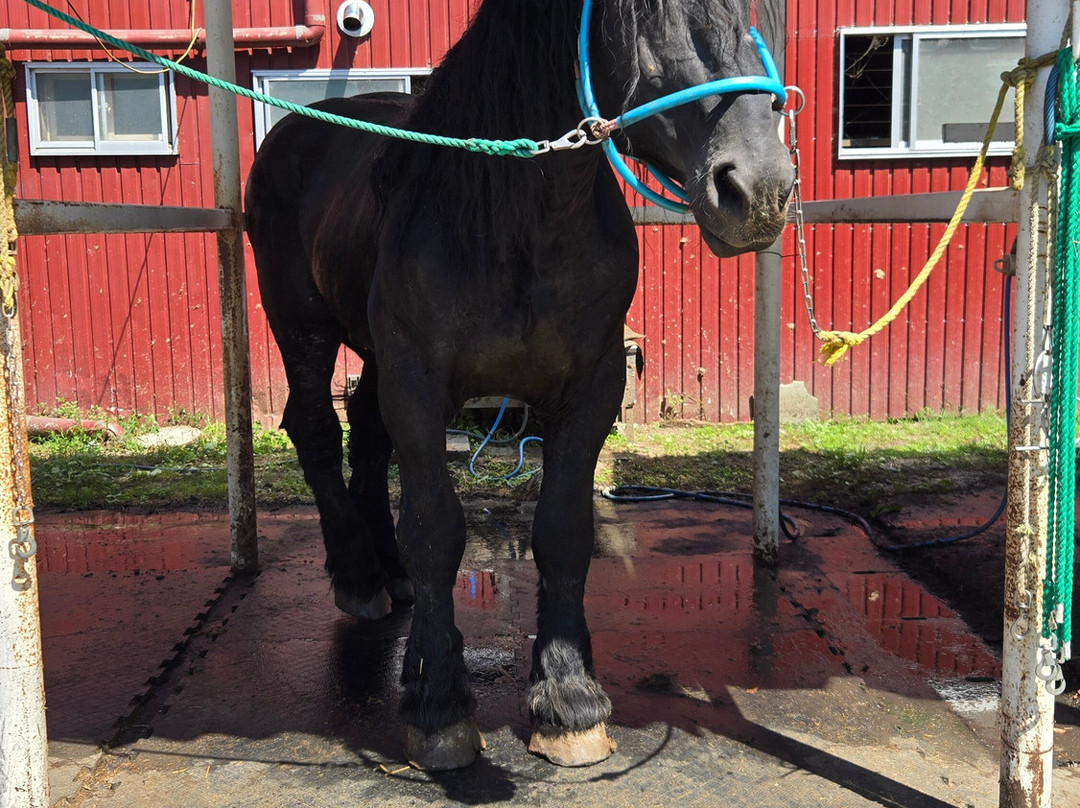 Banei Horse Ranch Tokachi-带广市必去景点