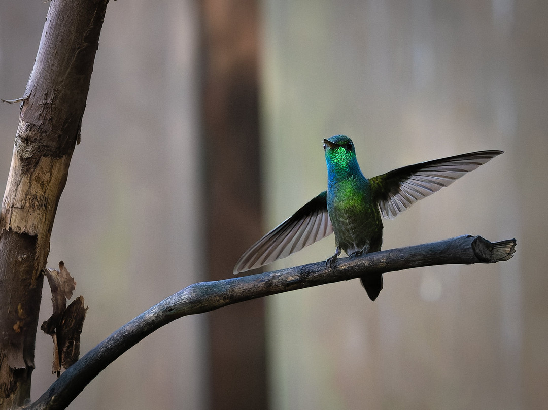 Toucan Birding Guides-San Pedro必去景点