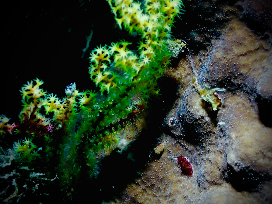 Tioman Dive Centre-德克必去景点