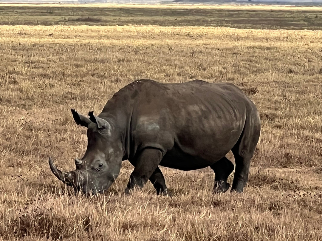 Best tour operator in Tanzania by Rede Tours and Safaris-多多马必去景点