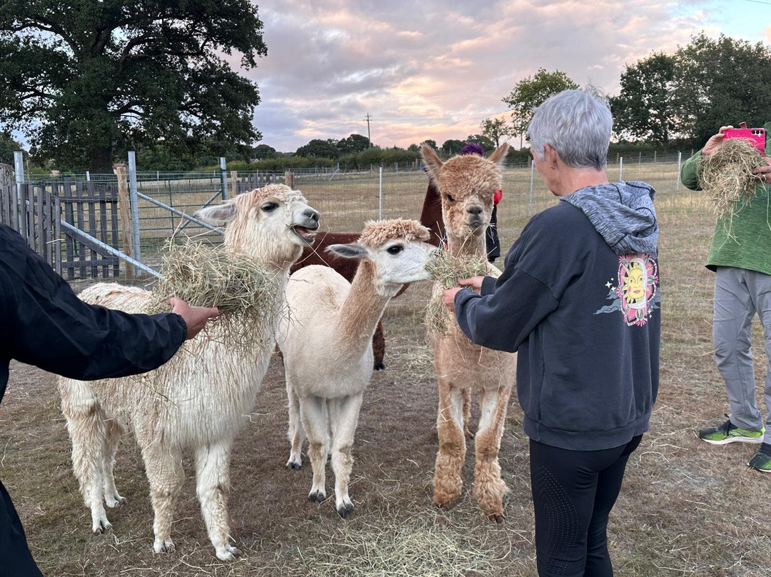 Reservoir Alpacas-Chard必去景点