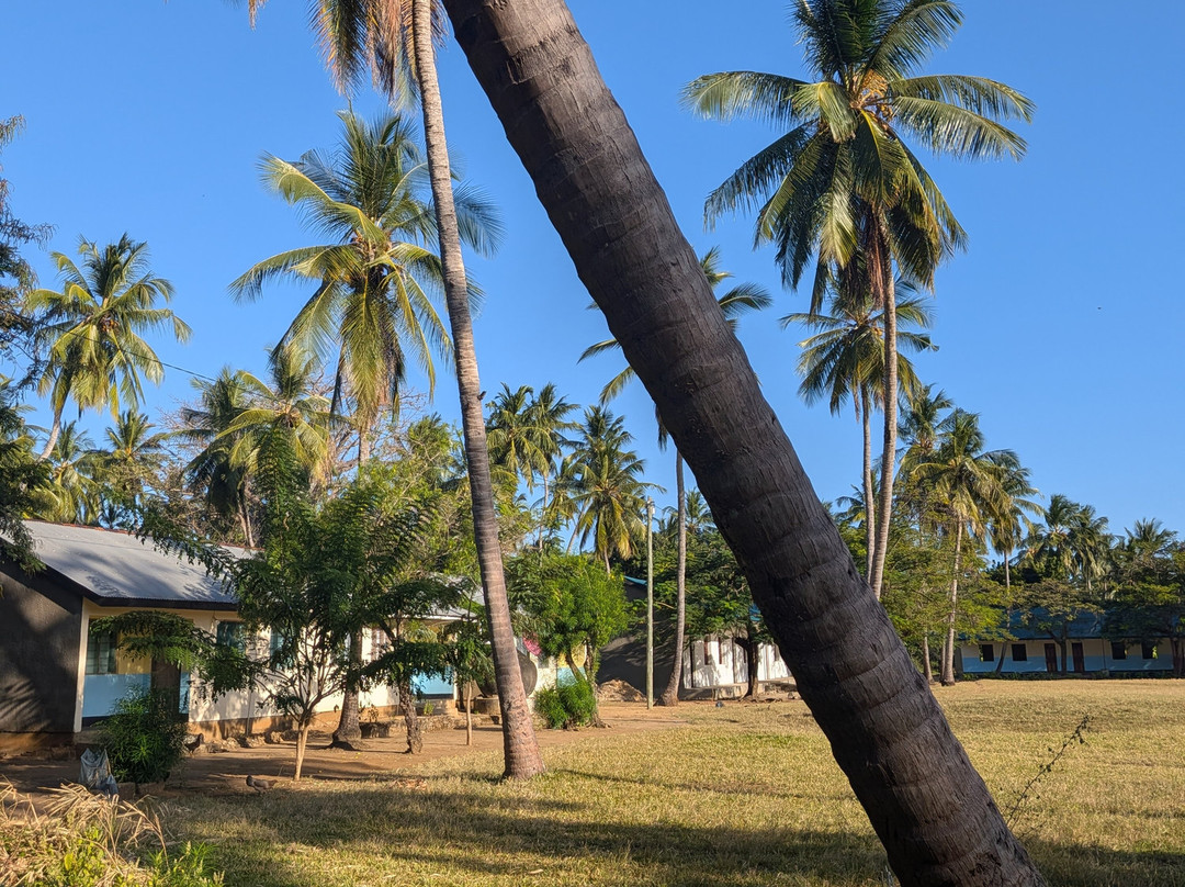 Safari Shwari Mafia Island-Utende必去景点