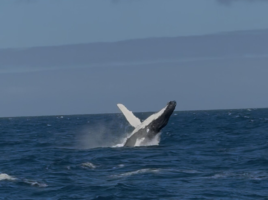 Wildlife Coast Cruises-考斯必去景点