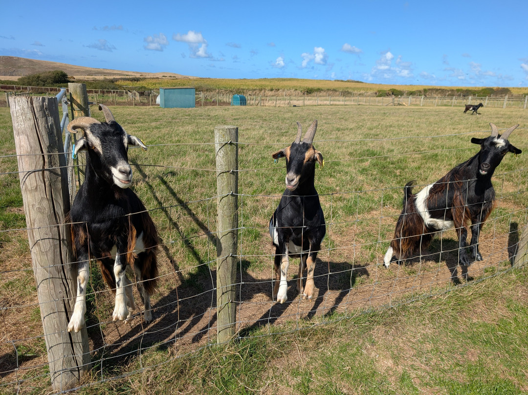 Cardigan Island Coastal Farm Park-Cardigan必去景点