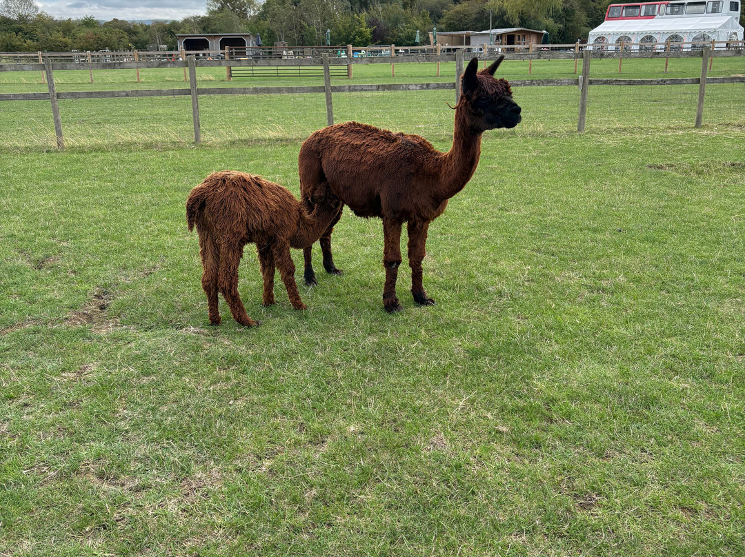 Cotswold Vale Alpacas-伊夫舍姆必去景点