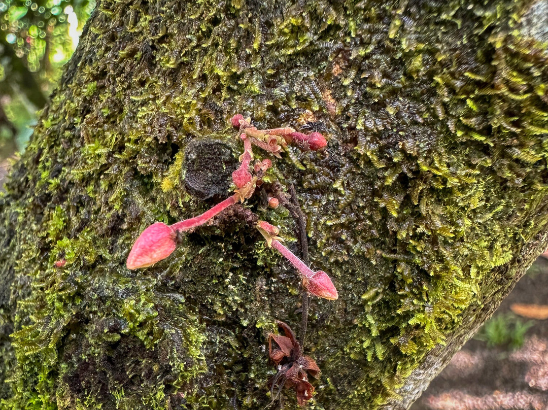 Tree Chocolate Tour-Upala必去景点