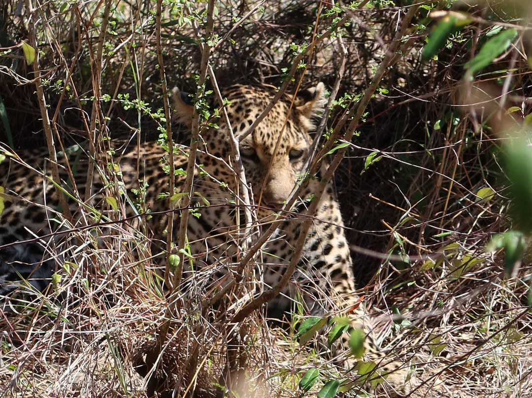 Live in Love Kenya tours and travel-Langata必去景点
