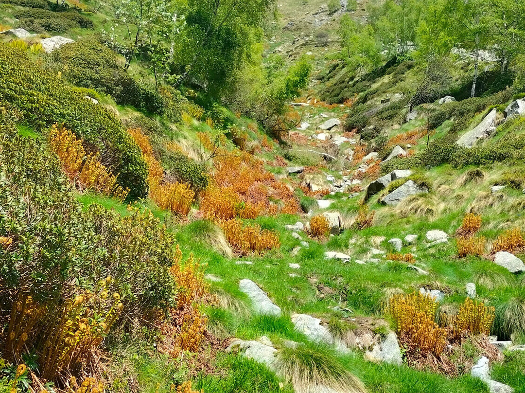 The Alta Valle del Cervo-Campiglia Cervo必去景点