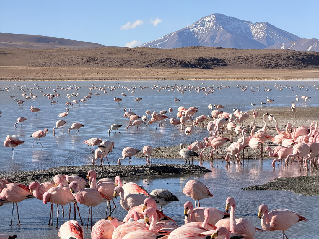 Uyuni Expeditions-乌尤尼必去景点