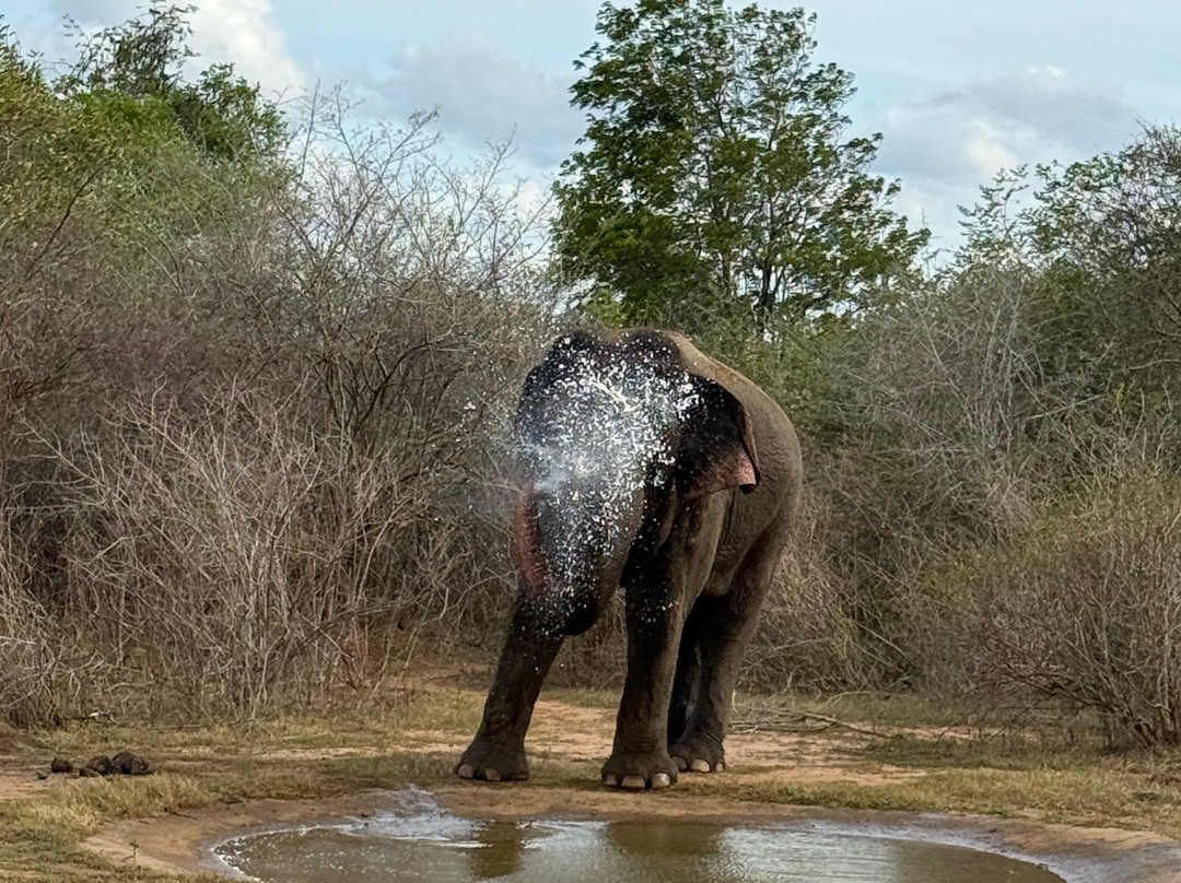 Sri Lankan Safest Driver - Private Tours-Bopitiya必去景点