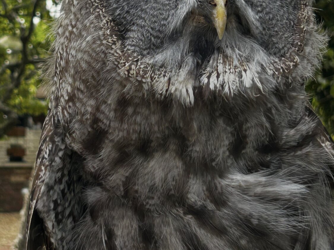 West Sussex Falconry-Compton必去景点