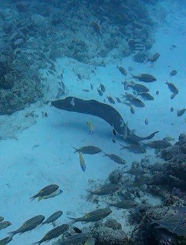 Dodo Divers Mauritius-卡罗迪勒必去景点