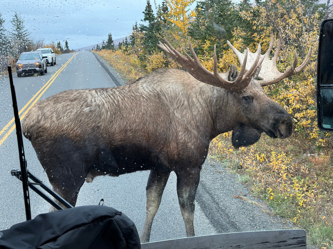 Tundra Wilderness Tour-Denali Park必去景点