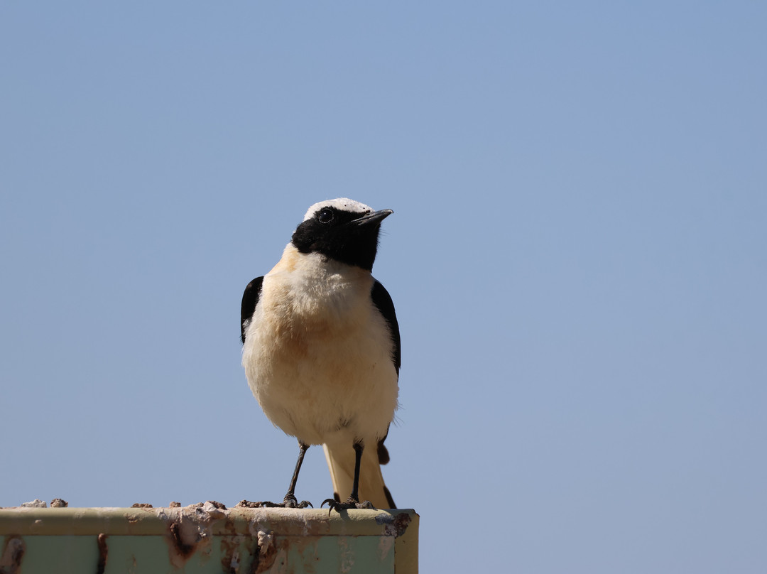 Birding The Strait-塔里法必去景点