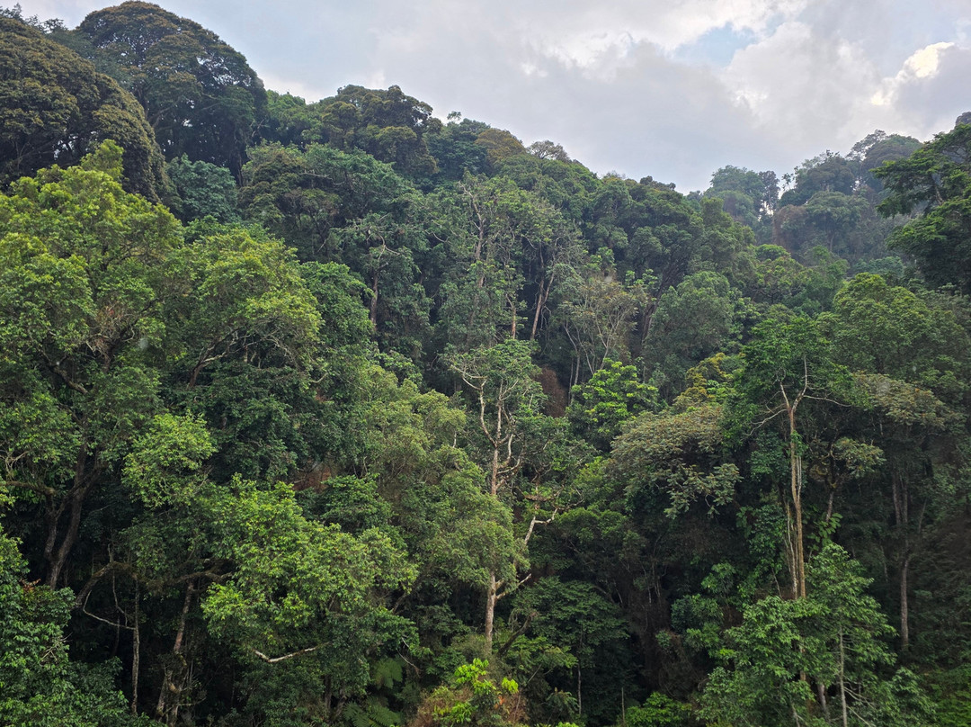 Nyungwe Canopy Walk-Butare必去景点