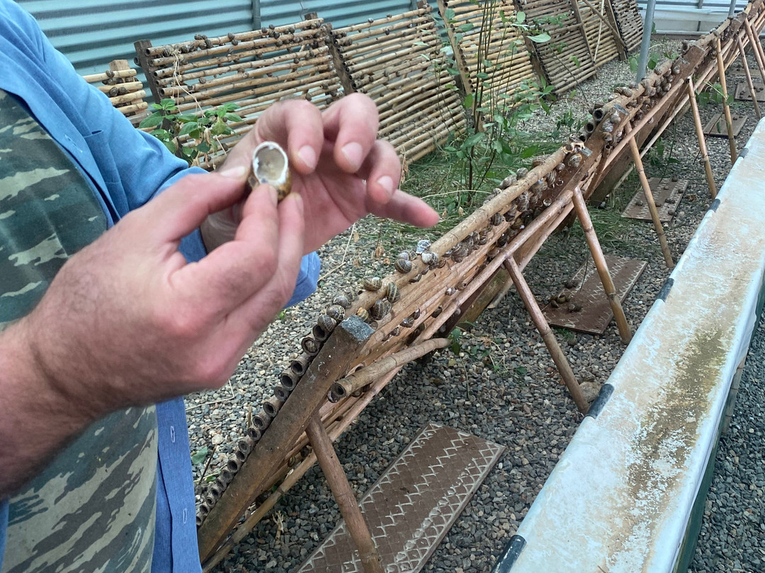 Snail Farm And Fun-Tylissos必去景点