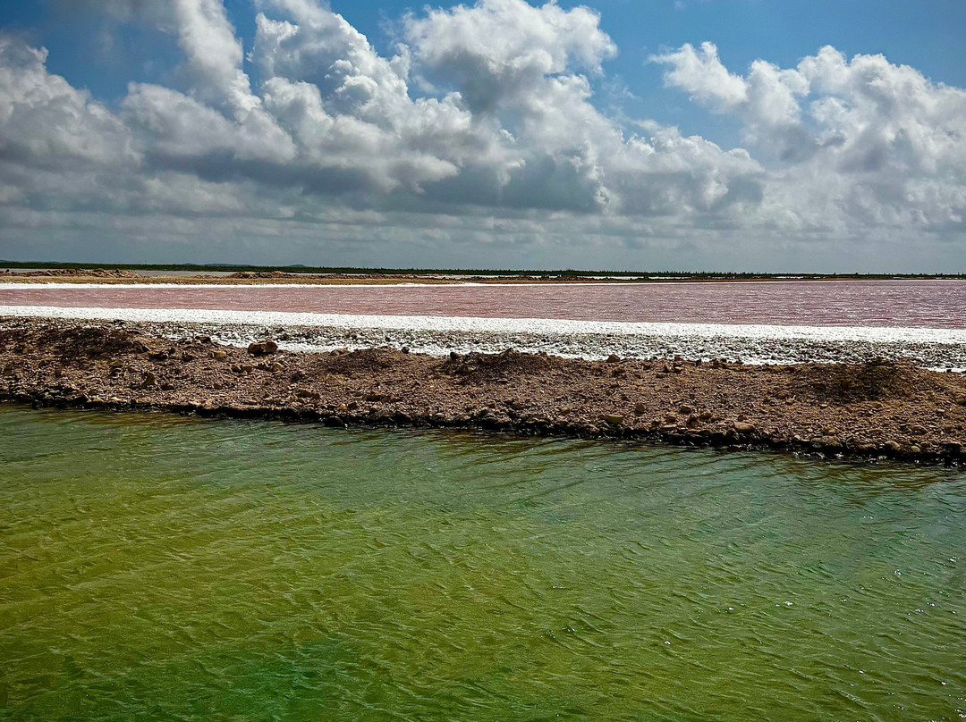 Pekelmeer Flamingo Sanctuary-博奈尔岛必去景点