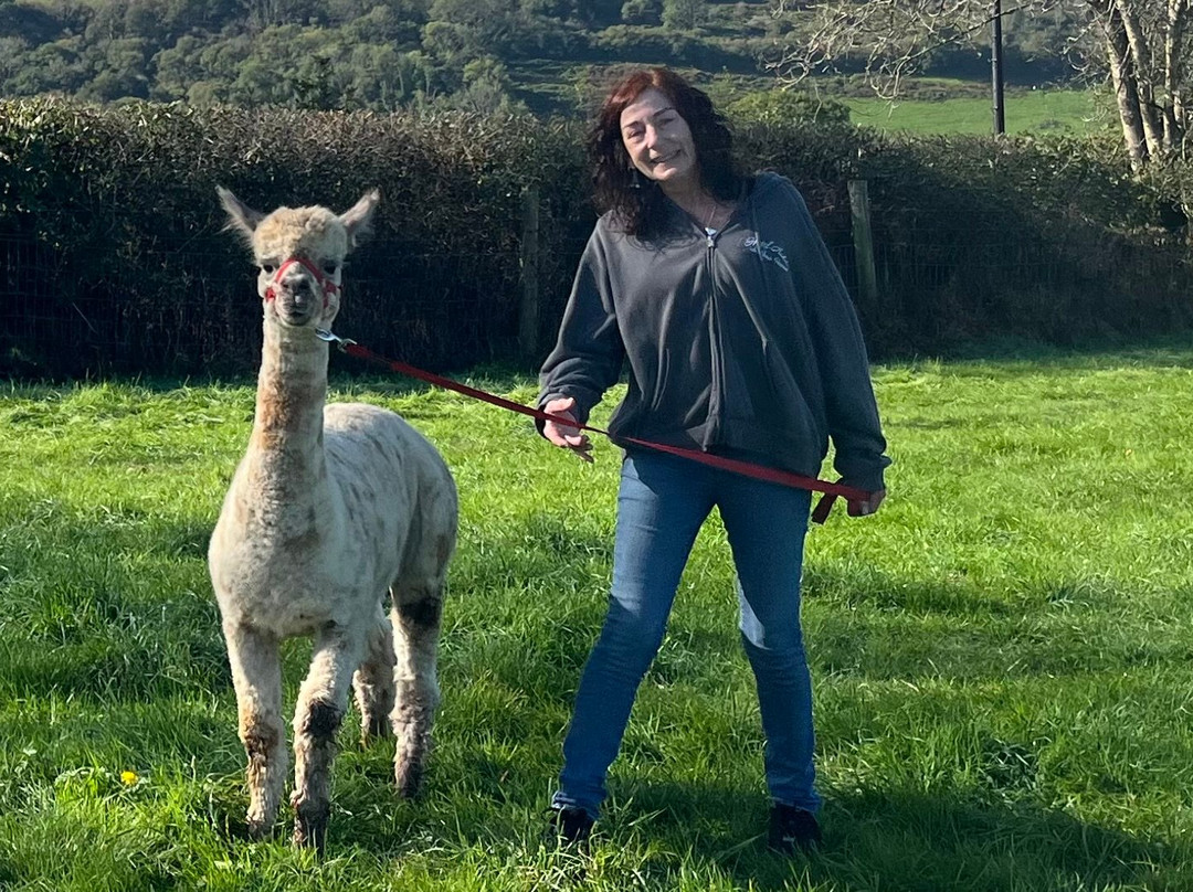 Popham Farm Alpaca Trekking-索尔塔什必去景点
