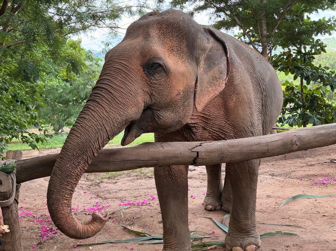 Samui Elephant Sanctuary-波普特必去景点