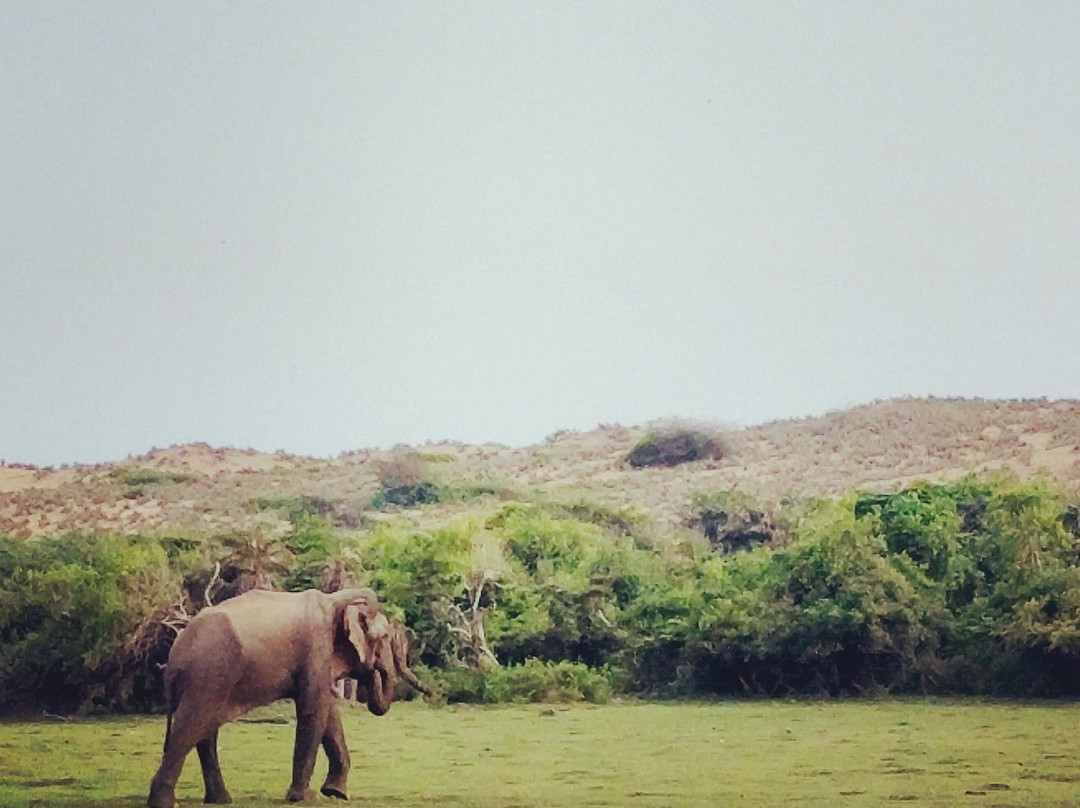 Ceylon Safari Tours景点图片