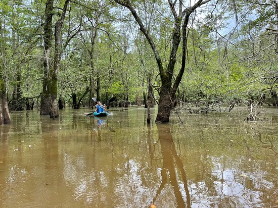 Honey Island Kayak Tours景点图片