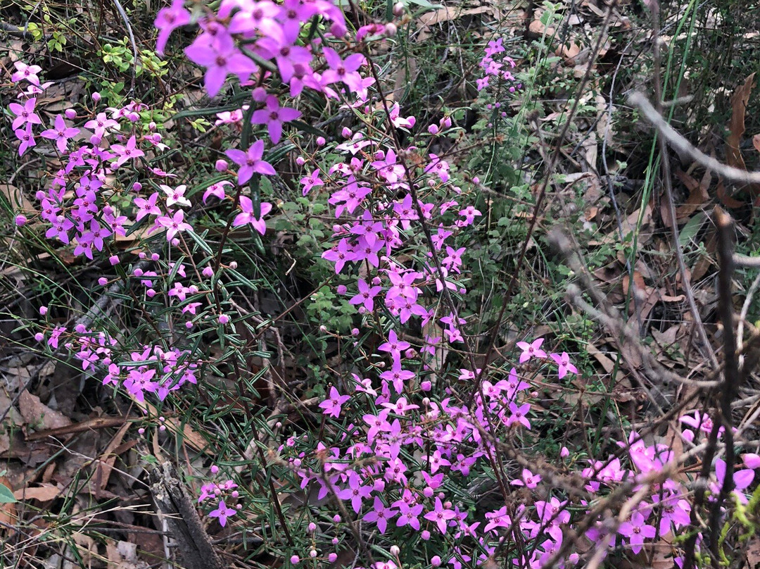 Warrimoo Lookout-Warrimoo必去景点