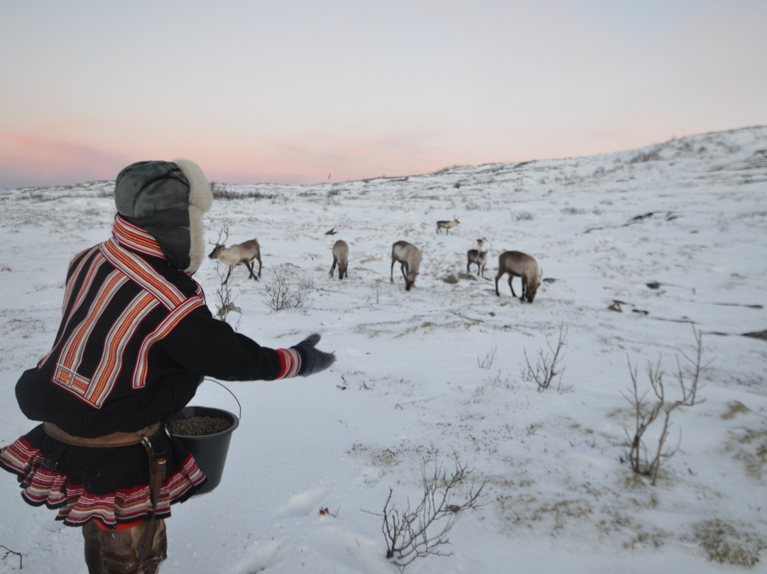 Wondering Reindeer-特罗姆瑟必去景点