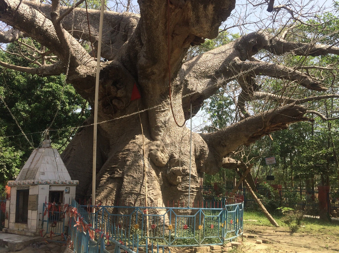 Parijat Tree景点图片