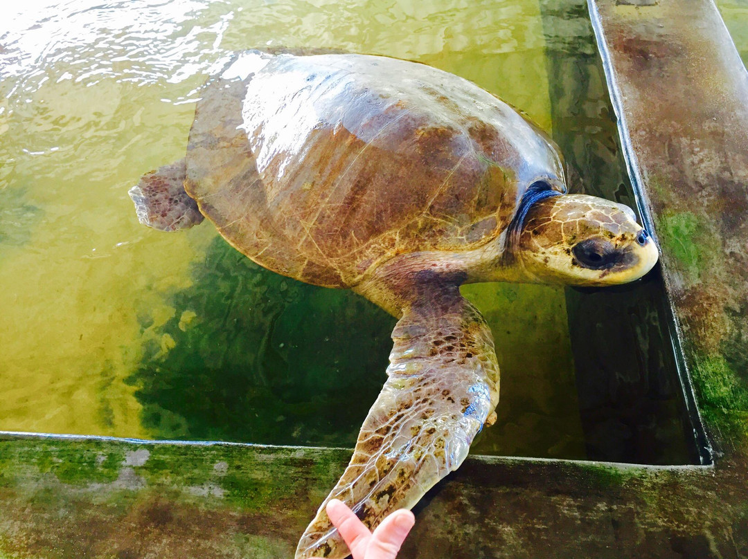 黑卡杜瓦海龟孵化场景点图片