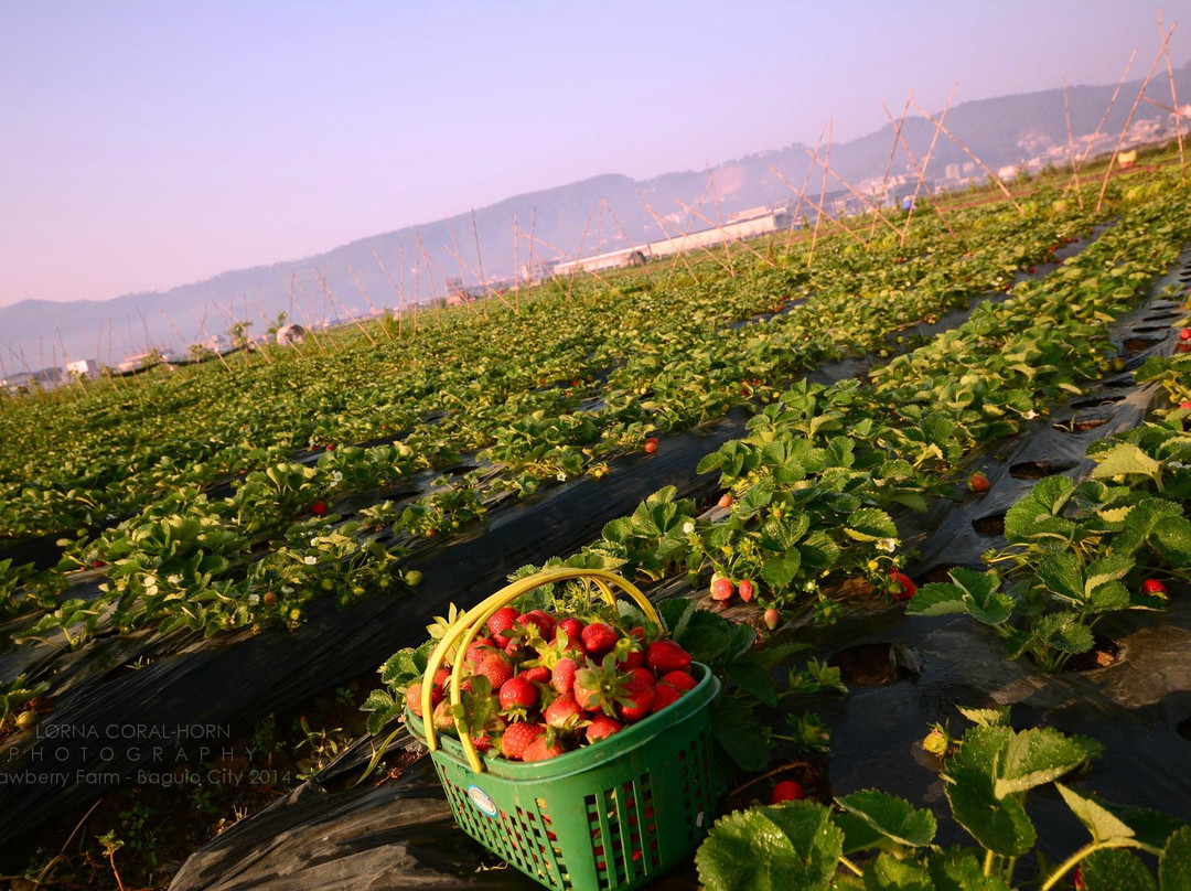 Strawberry Farm景点图片