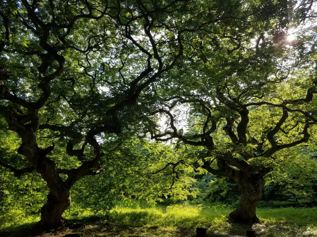 Tengushide Grove of Oasa景点图片