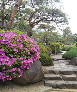 Maizuru Castle Park景点门票图片