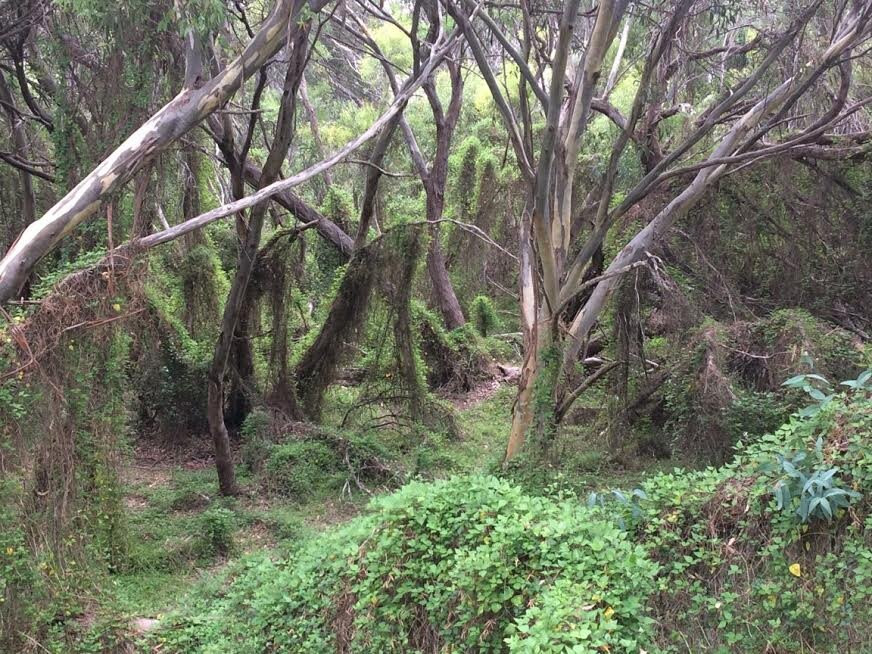 Beacon Hill Reserve Lookout景点图片