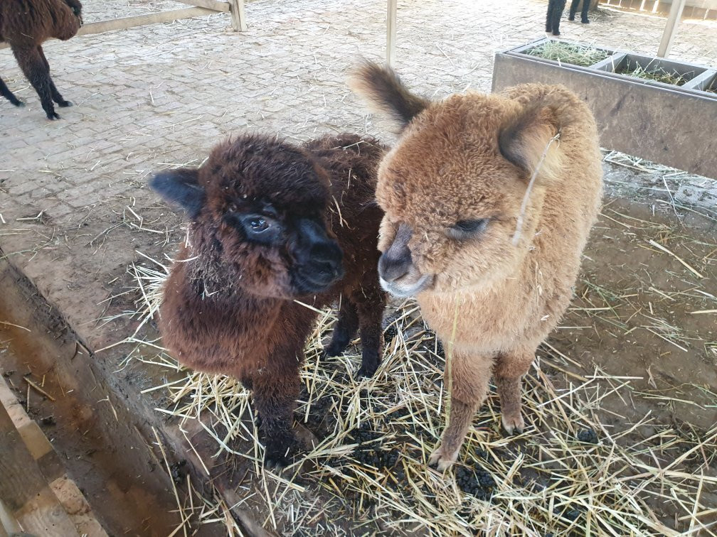 The Alpaca Loom Coffee Shop & Weaving Studio-Suider Paarl必去景点