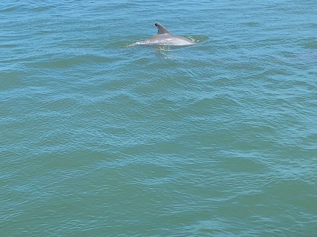 The Original Dolphin Watch景点图片