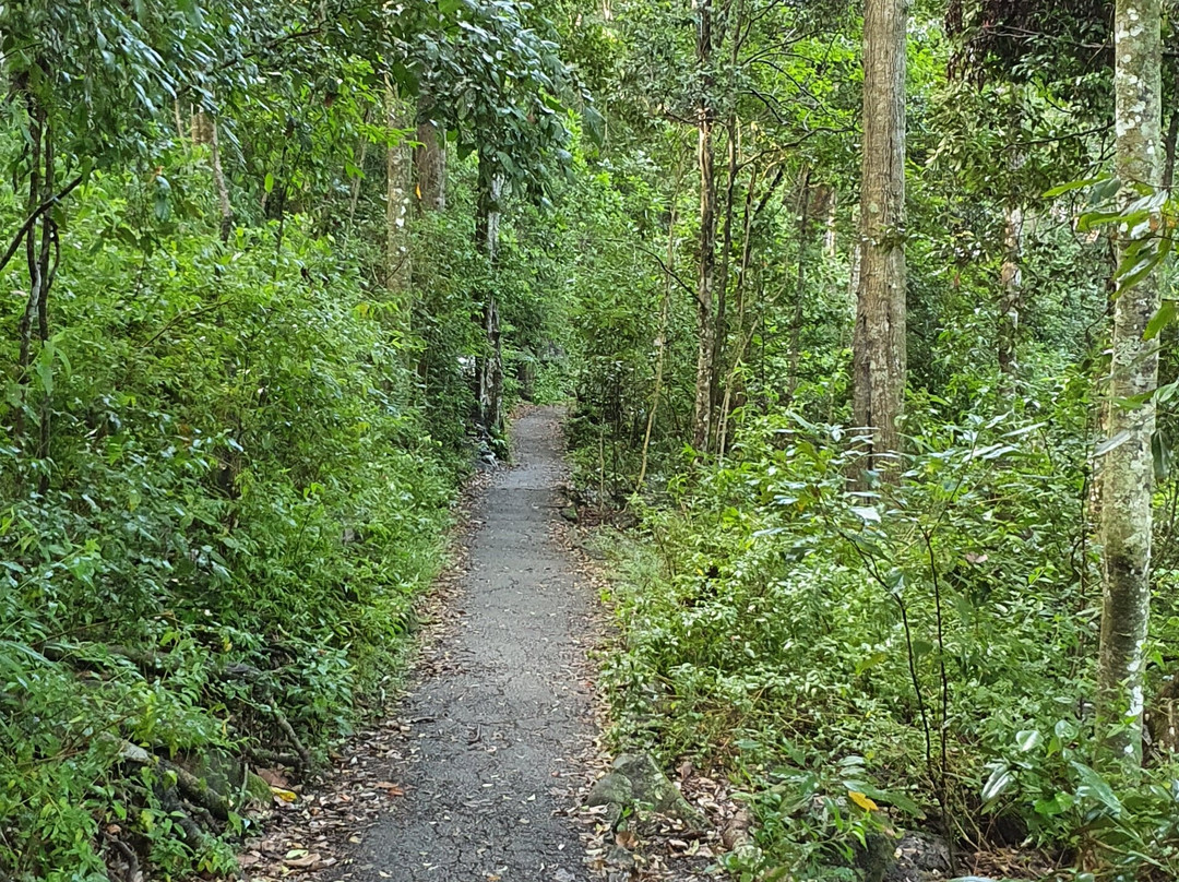 Rainforest Track