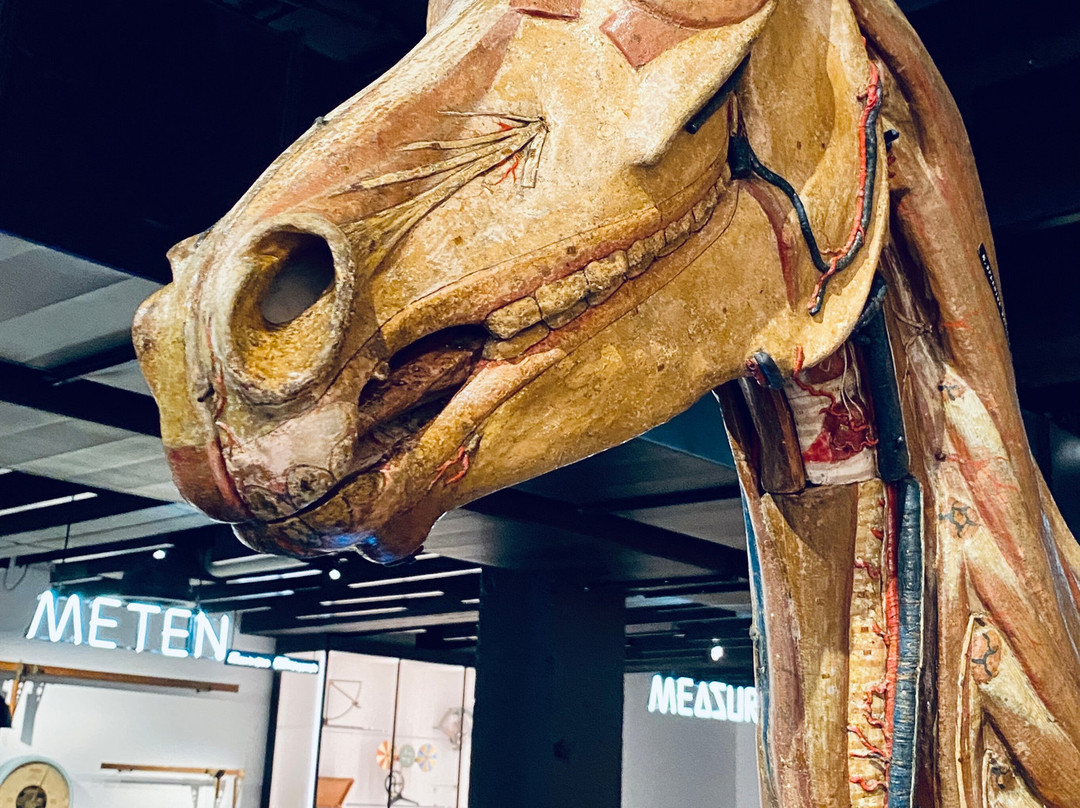GUM - Ghent University Museum景点图片