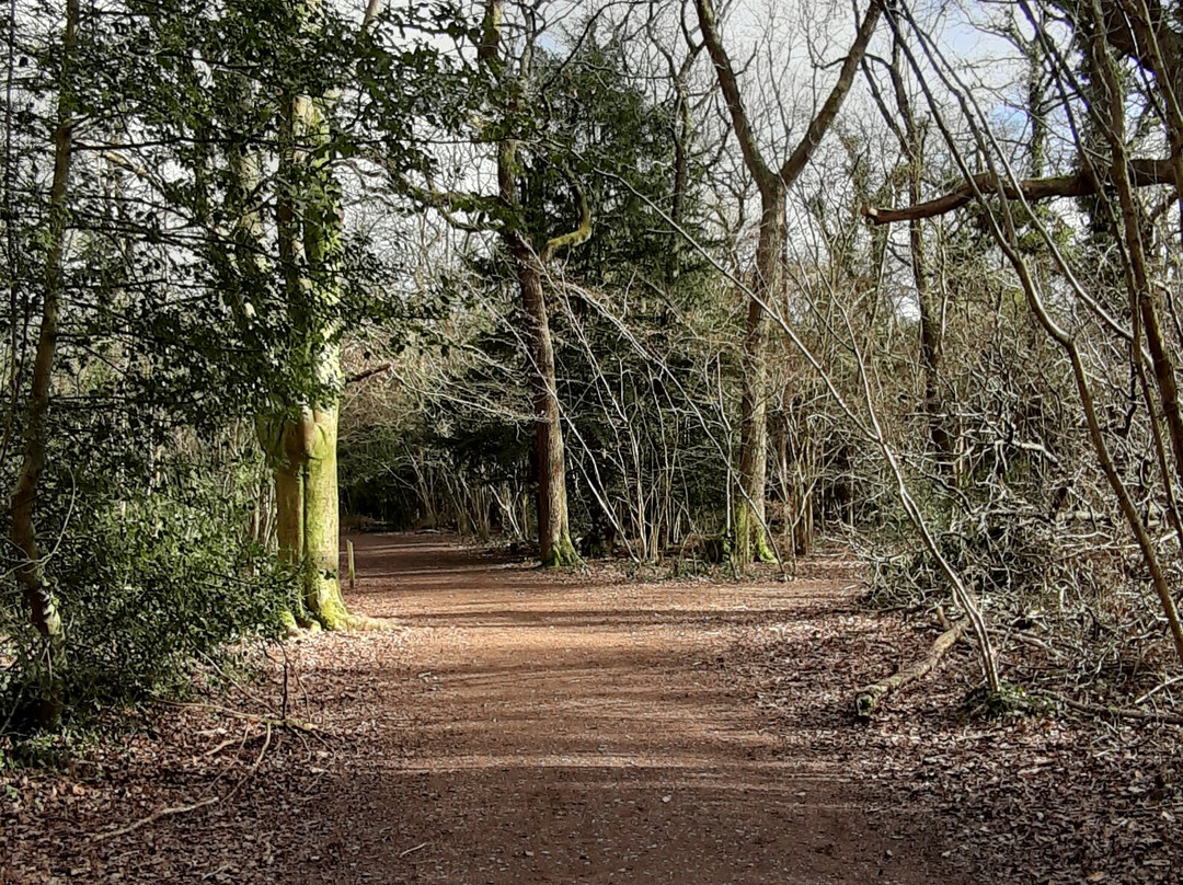 Leigh Woods - Forestry England-布里斯托尔必去景点