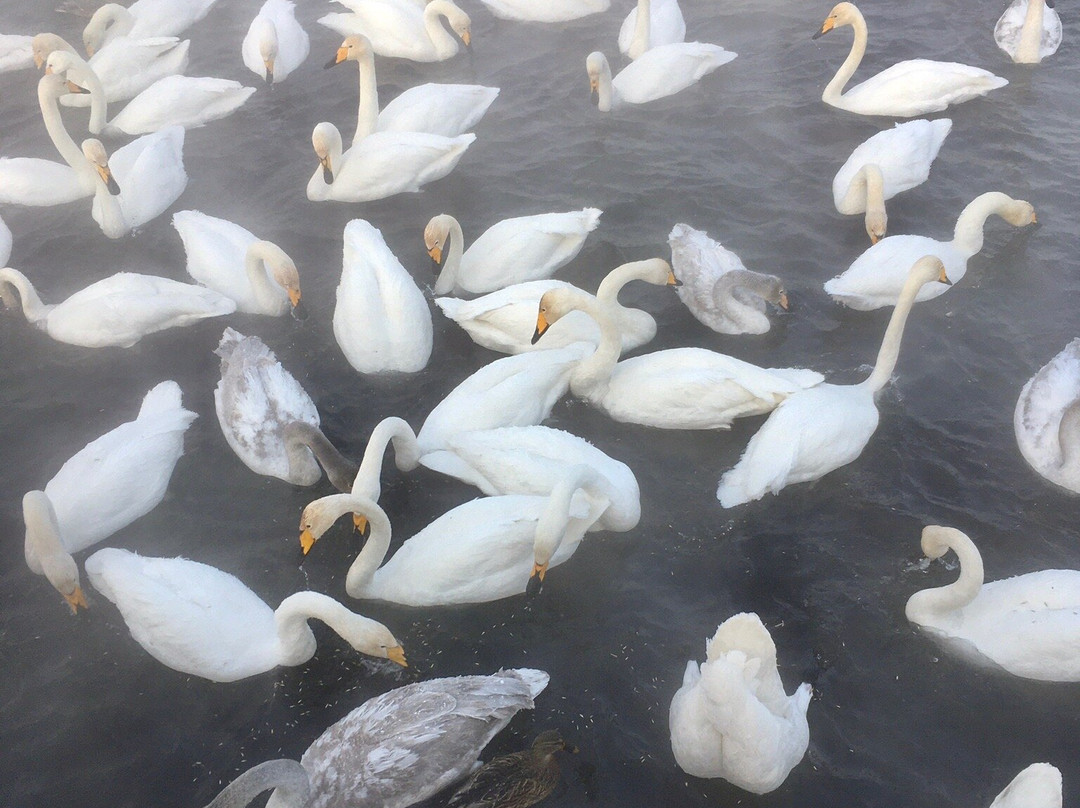 Swan Natural Area景点图片