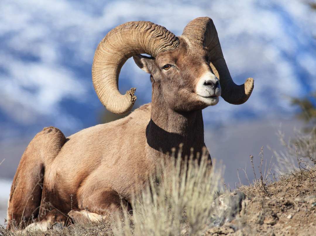 Yellowstone Safari Company景点图片