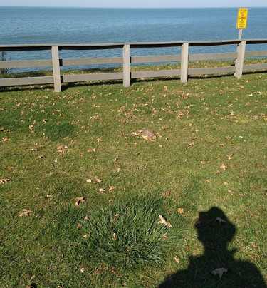 Veterans' Memorial Park-Avon Lake必去景点