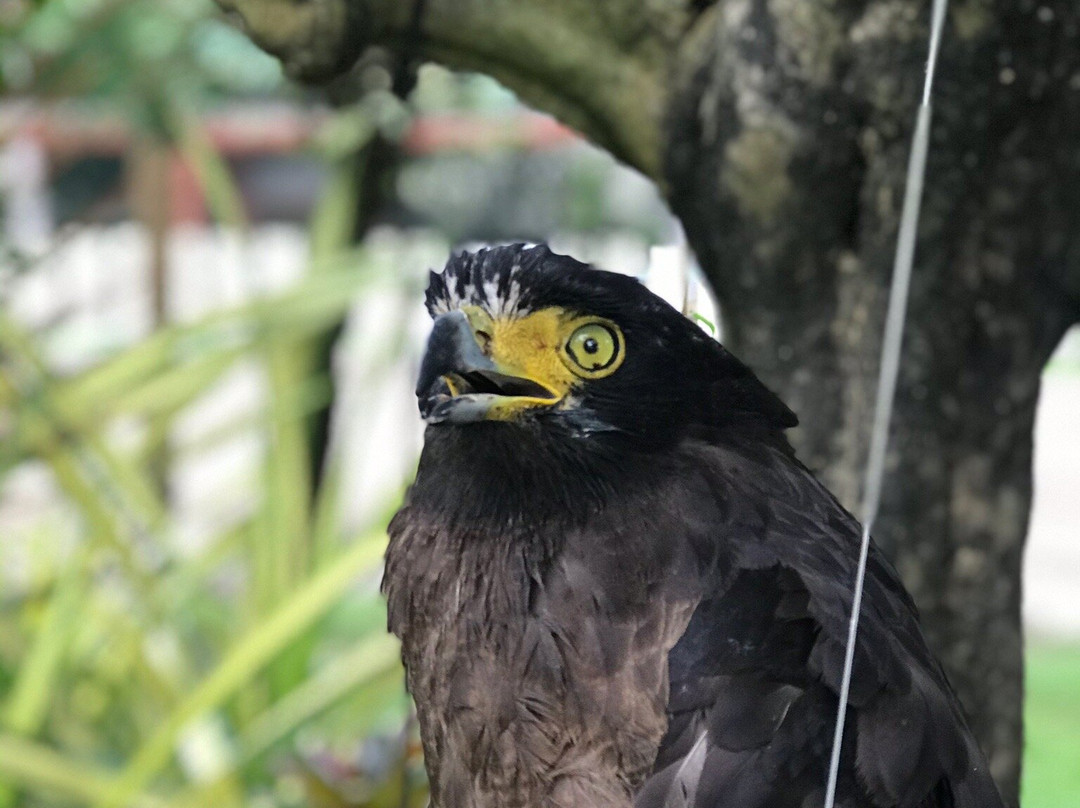 Farpratan Home and Garden主图