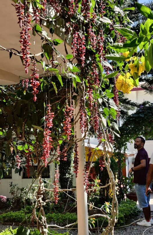 8fold-pinecrest By Larisa, Bhimtal主图